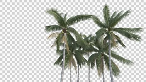 Coconut tree Stock Photos