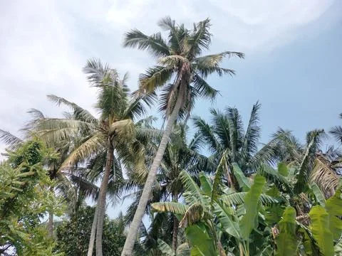 Coconut tree Stock Photos