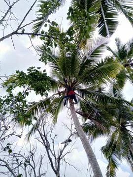 Coconut tree Stock Photos