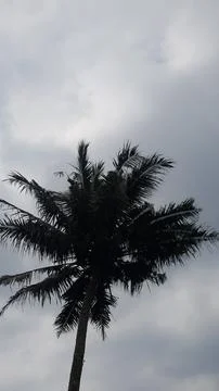 Coconut tree Fotos Stock