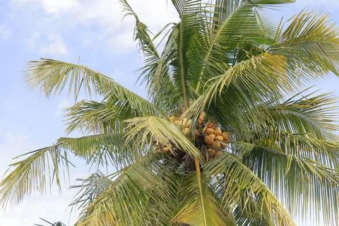 Coconut tree Stock Photos