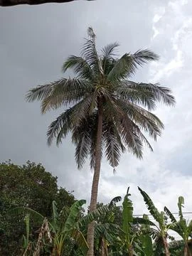 Coconut tree Stock Photos