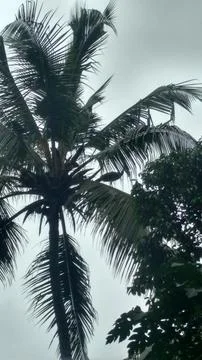 Coconut Tree 写真素材