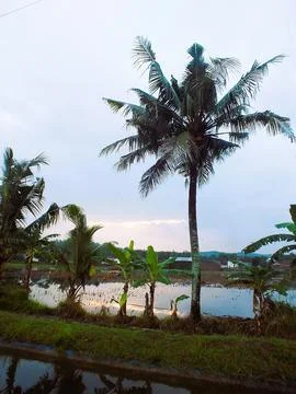 Coconut tree Stock Photos