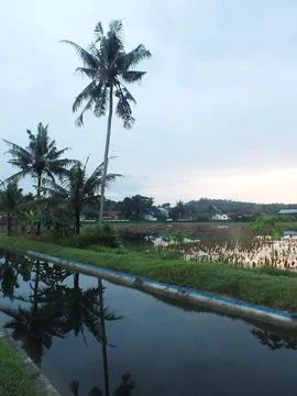 Coconut tree Stock Photos