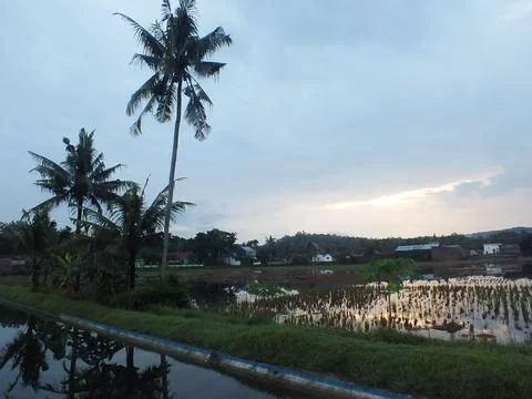 Coconut tree Stock Photos