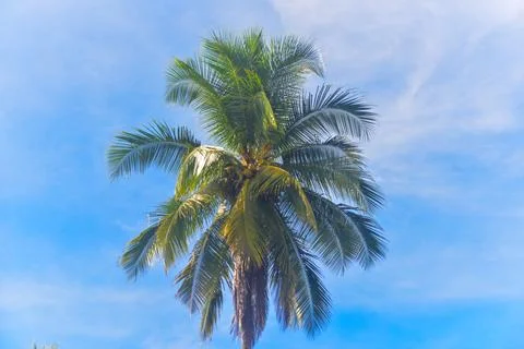 Coconut tree Stock Photos