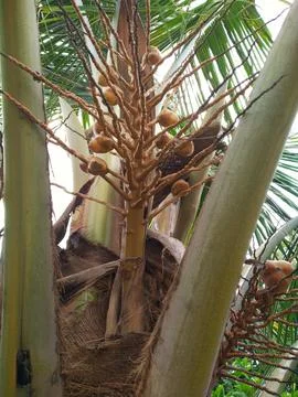 Coconut tree Stock Photos