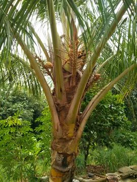Coconut tree Stock Photos