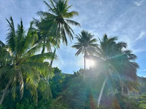 Coconut tree Stock Photos
