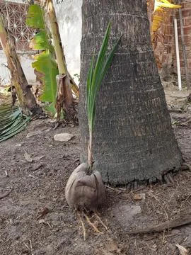 Coconut tree Stock Photos