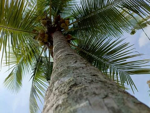 Coconut tree Stock Photos