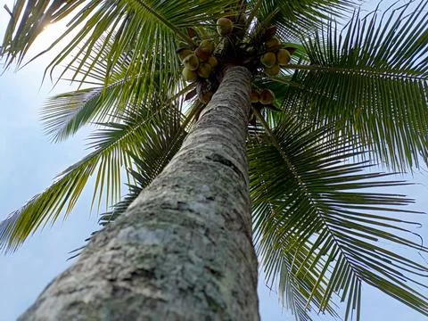 Coconut tree Stock Photos