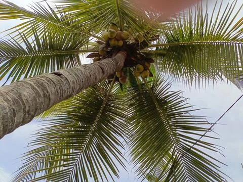 Coconut tree Stock Photos