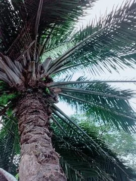 Coconut tree Stock Photos