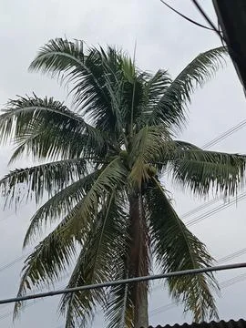 Coconut tree Stock Photos