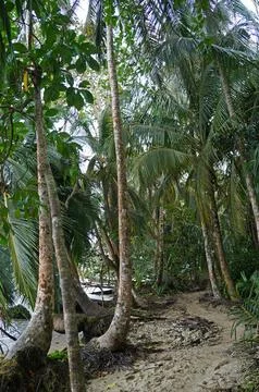 Coconut tree Stock Photos