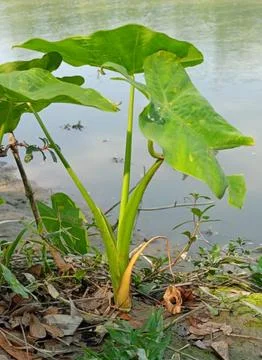 Coconut tree Foto stock