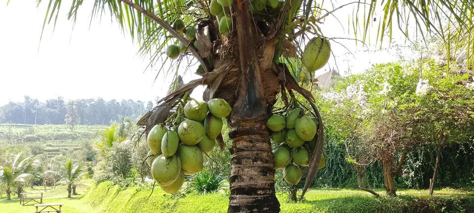 Coconut tree Stock Photos