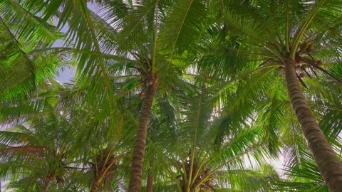 Coconut tree plantation in Indonesia Stock Footage 274535381