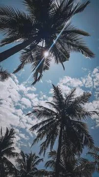 Coconut tree portrait 스톡 사진