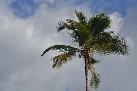 A coconut Tree Portrait Stock Photos