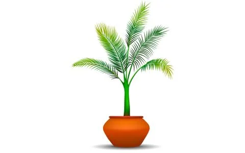 Coconut tree in pot on the white background Stock Illustration