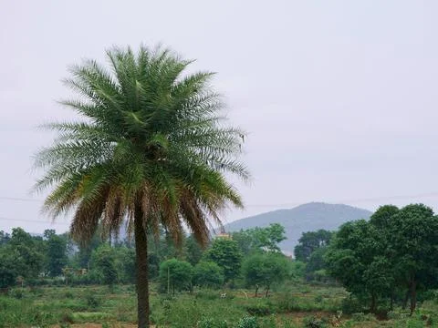 Coconut tree presented on green forest nature sky background. Stock Photos