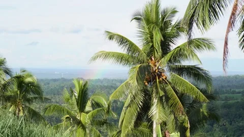 Coconut tree with rainbow at the back Stock Footage 320097986