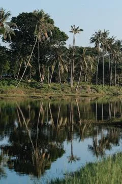 Coconut tree reflect shadow on surface of river beautiful sky in Beserah, Mal Foto stock
