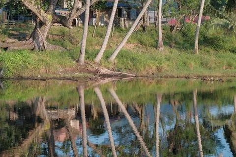 Coconut tree reflect shadow on surface of river beautiful sky in Beserah, Mal Stock Photos