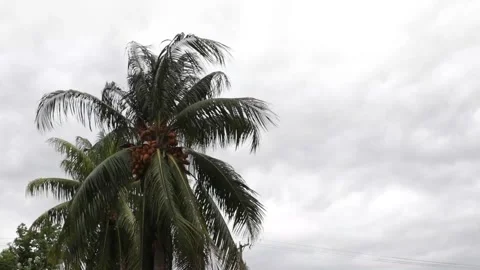 Coconut tree with ripe yellow coconuts bends during a storm or a hurricane in Mi Stock Footage 130529020