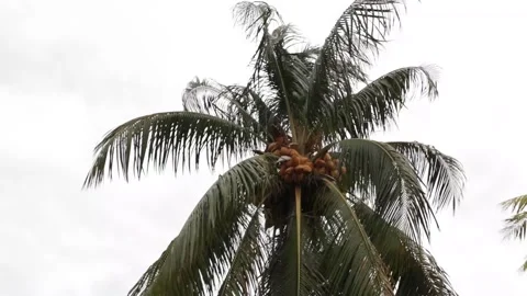 Coconut tree with ripe yellow coconuts bends during a storm or a hurricane in Mi Stock Footage 130529046