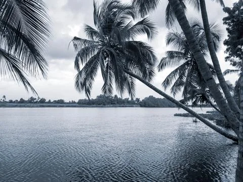 Coconut tree by river Stock Photos