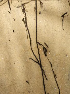 Coconut tree roots exposed on a golden sand beach Stock Photos