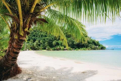 Coconut tree at sea. Stock Photos