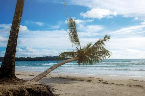 Coconut tree at sea. Foto stock