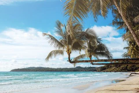 Coconut tree at the sea. 스톡 사진
