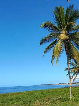Coconut Tree by the Sea Stock Photos