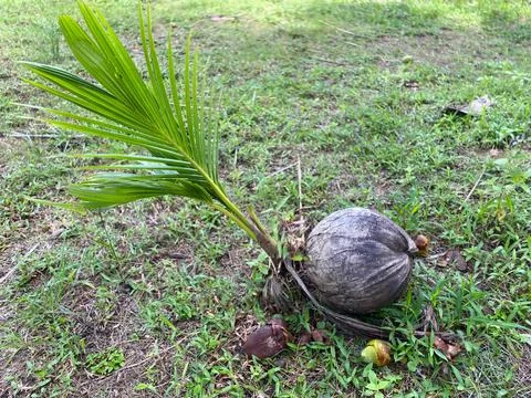 Coconut tree seeds Stock Photos