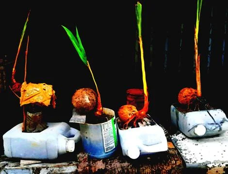 Coconut tree seeds Stock Photos
