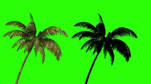 Coconut tree with shadow on a green background for keying. Stock-Footage 145980356