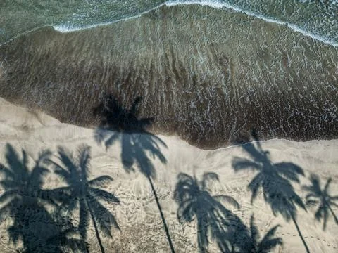 Coconut tree shadow Foto stock