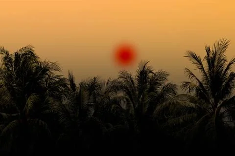 Coconut tree with shiny evening Stock Photos