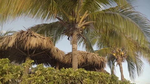 Coconut Tree shot at a low angle wide shot. 4K UHD. Stock Footage 72935838