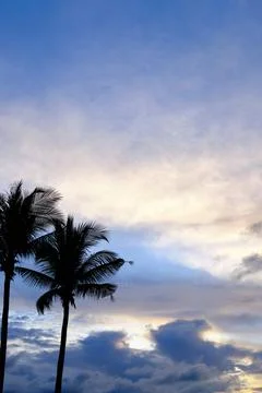 Coconut Tree Silhouette with Beautiful Dramatic Sunset Cloud Scape Stock-Fotos