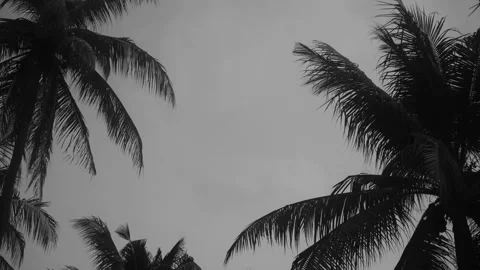 Coconut tree on silhouette Vídeo Stock 149956957