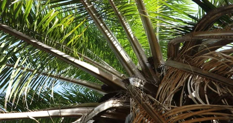 Coconut tree silhouette Stock Footage 288508762
