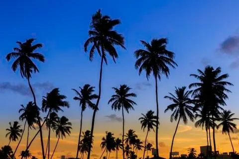 Coconut Tree Silhouette Stock Photos