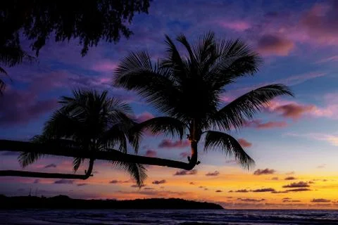 Coconut tree with the silhouette. Stock Photos